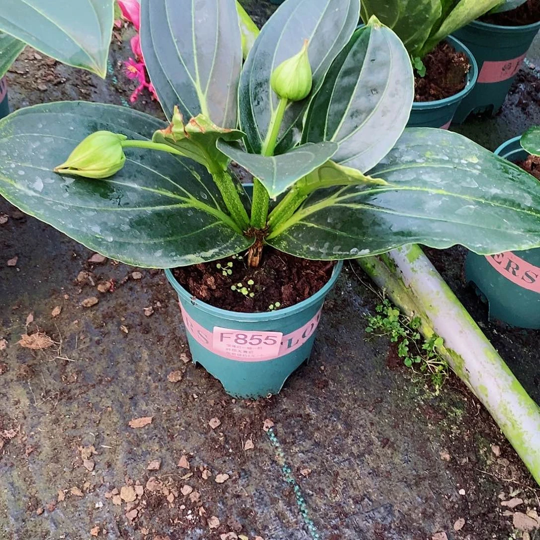 无花朵用**玲木本花卉855叶损