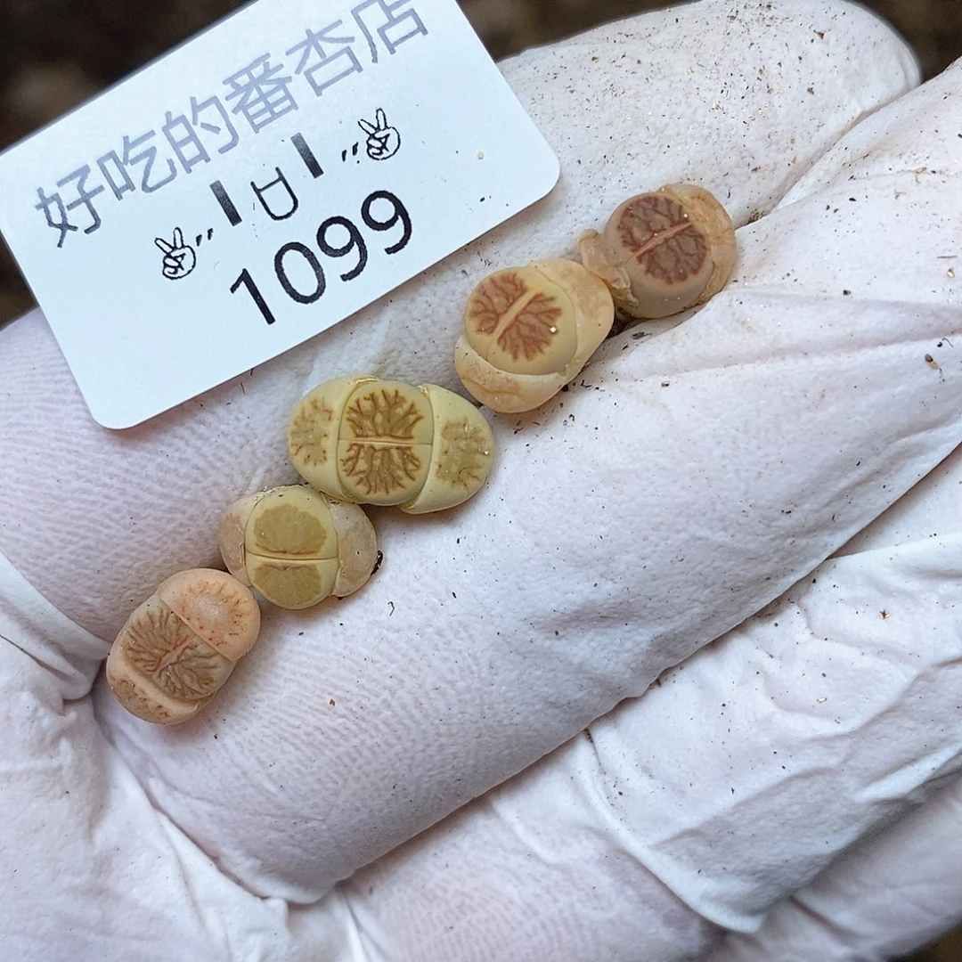 1099。零下拍保温。