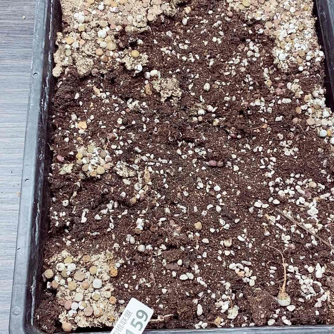 浅***浅159烧卖333333333333333