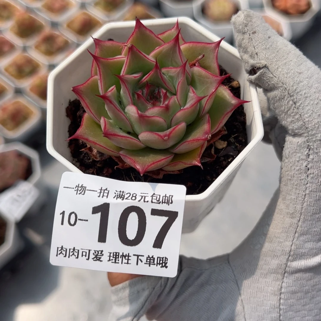 柳叶红多多肉多肉多肉多肉多肉