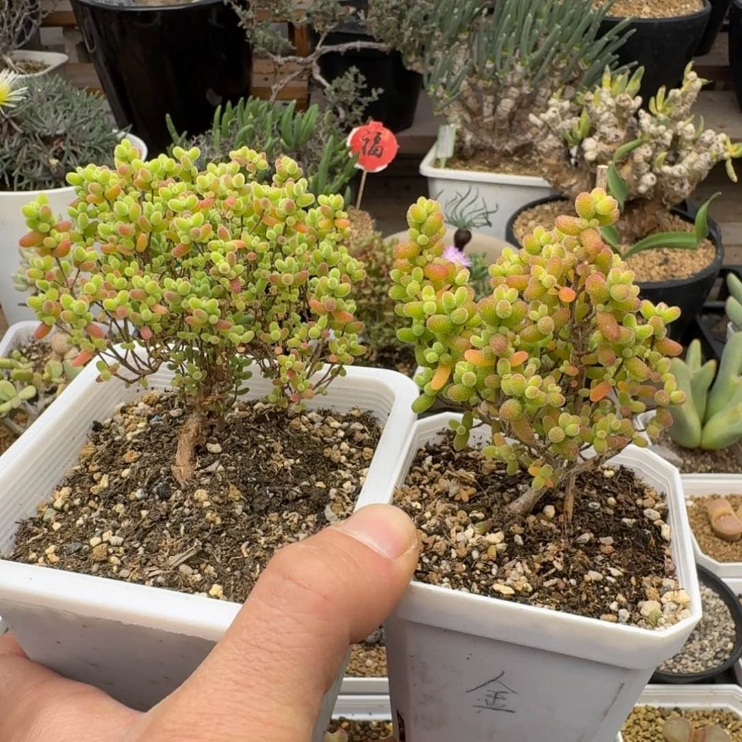 蜜橘加金桔多肉。