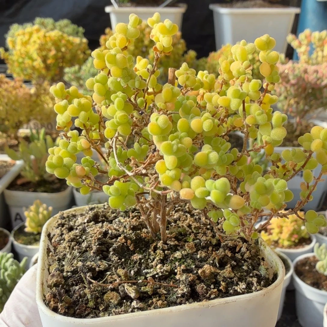 A801黄金莱斯枝干