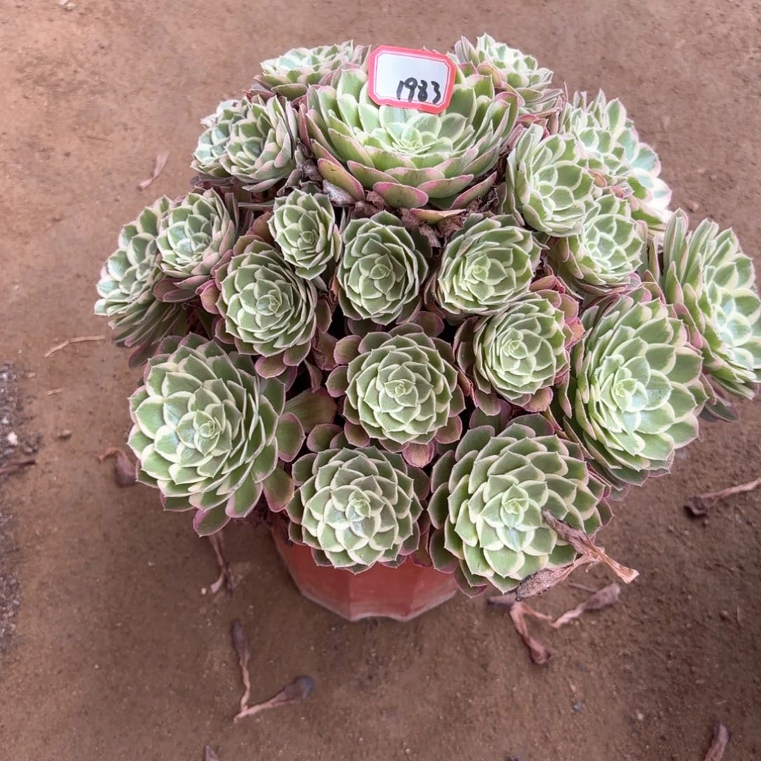 无花朵鱼*1983孔雀翎多肉植物