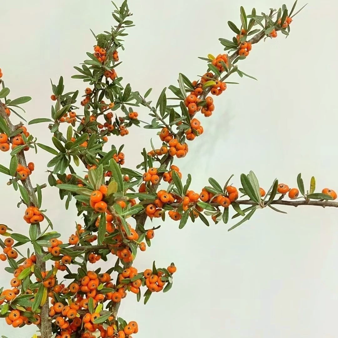 【火棘果】吉祥果年宵花基地直发火棘办公室室内水培植物懒人鲜切花