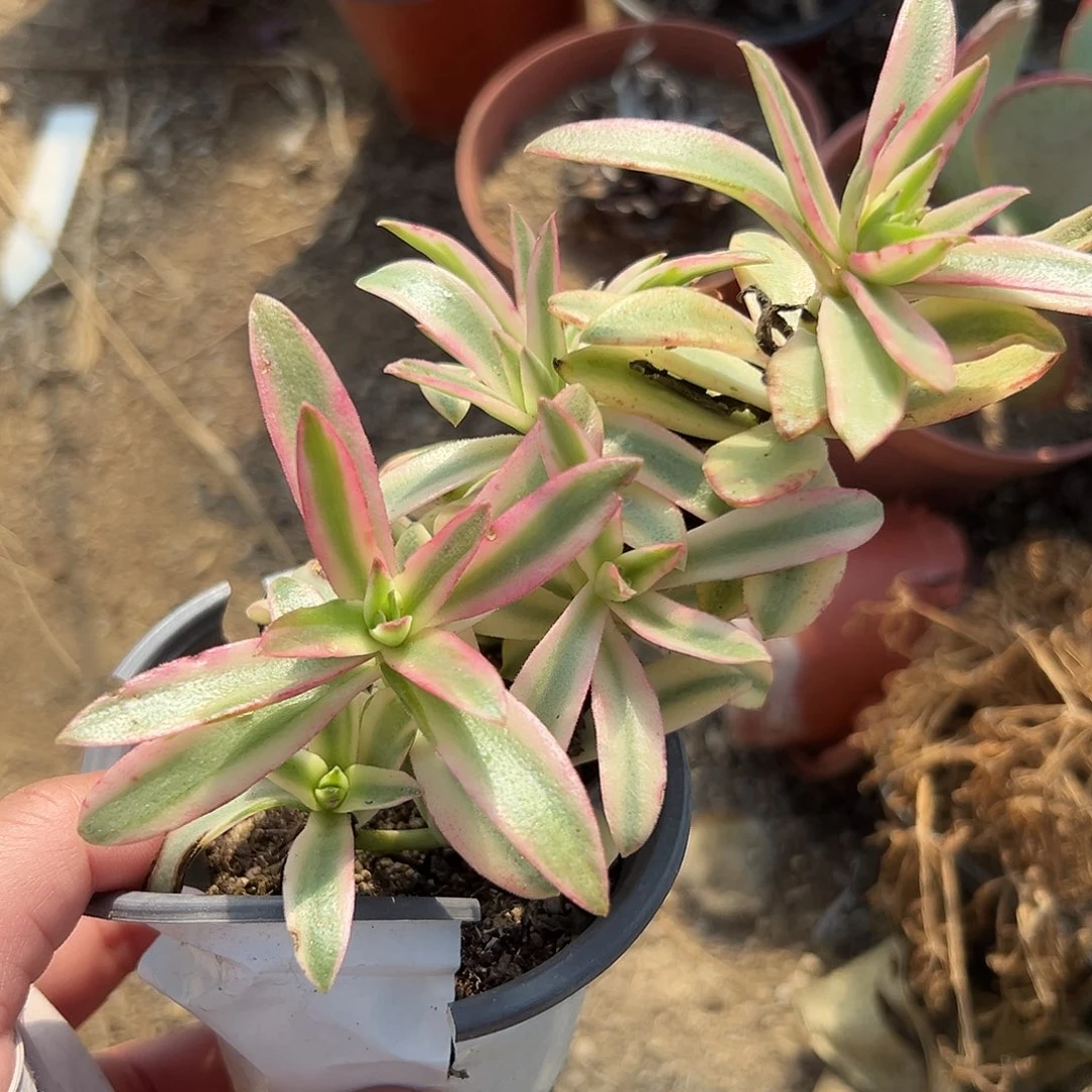 多肉植物火祭锦群