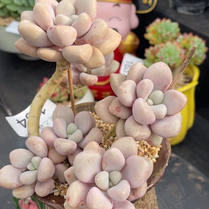 弥鹿之森一物一拍