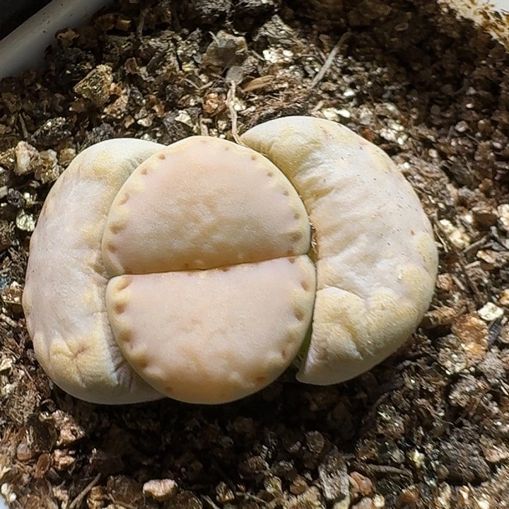 生石花23:：/。  333