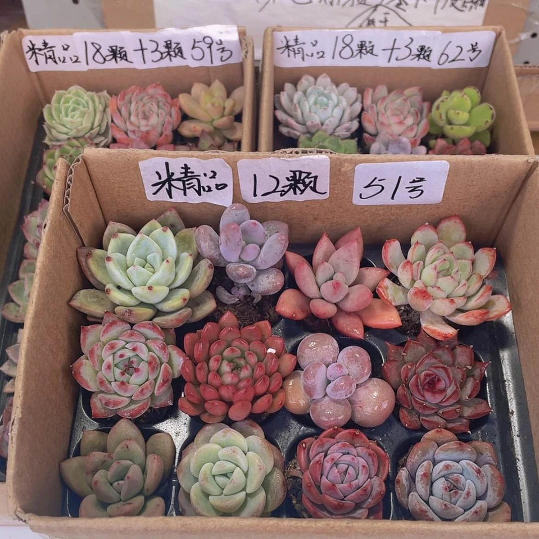 【闪购商品】【量拍】12颗-51