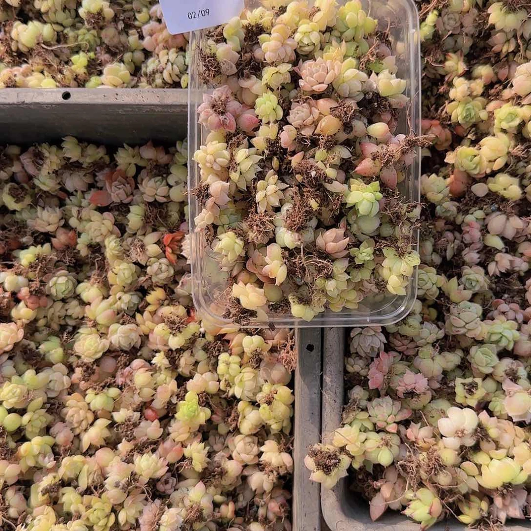 直播一物一拍多肉35