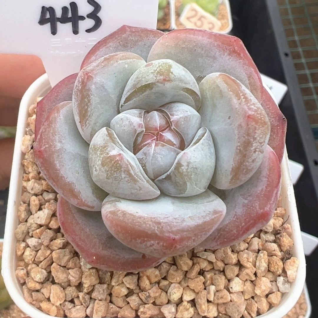 443号雪瓷 晗雨多肉