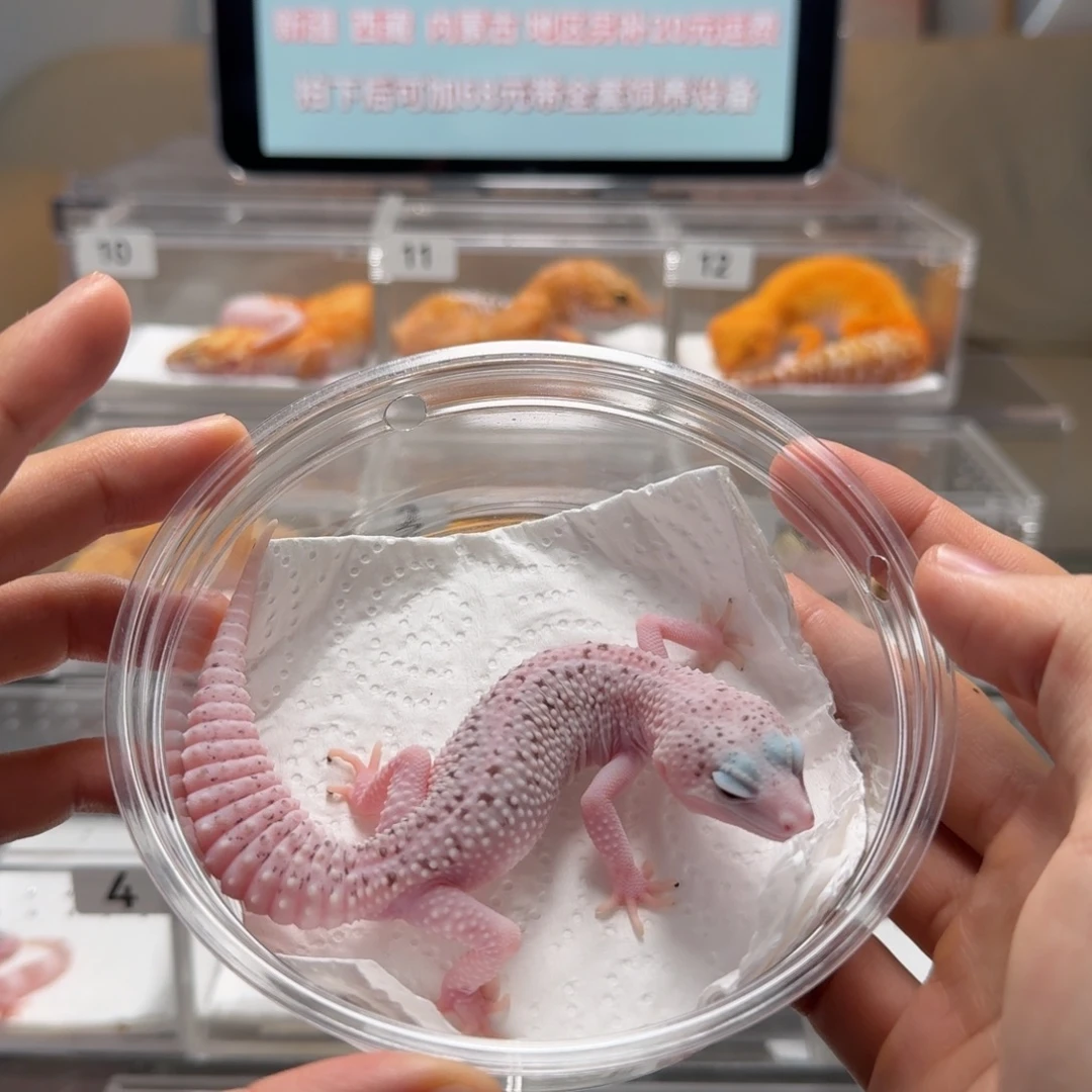 豹纹守宫白黄银河 弟弟