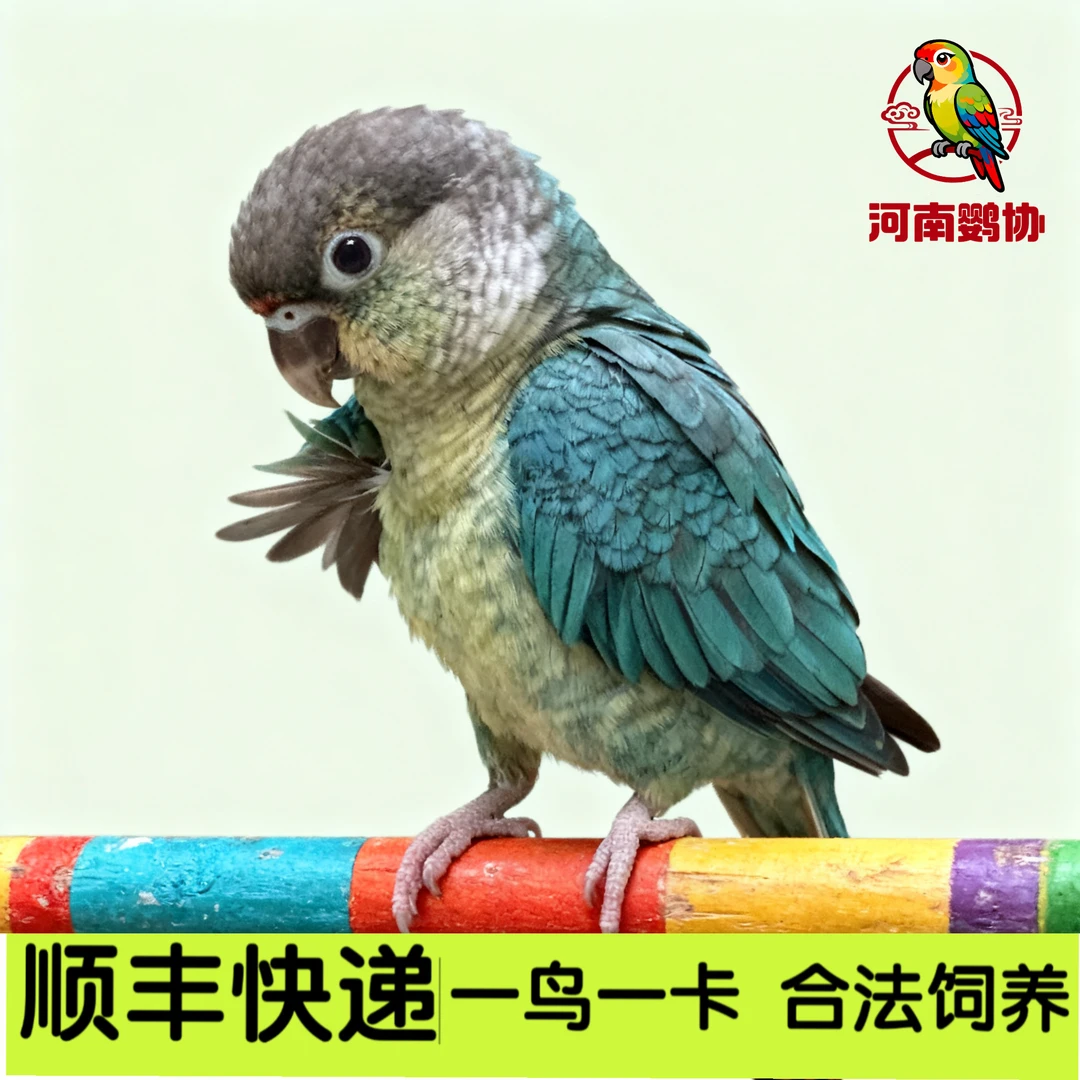 《河南鹦协》鹦鹉专拍