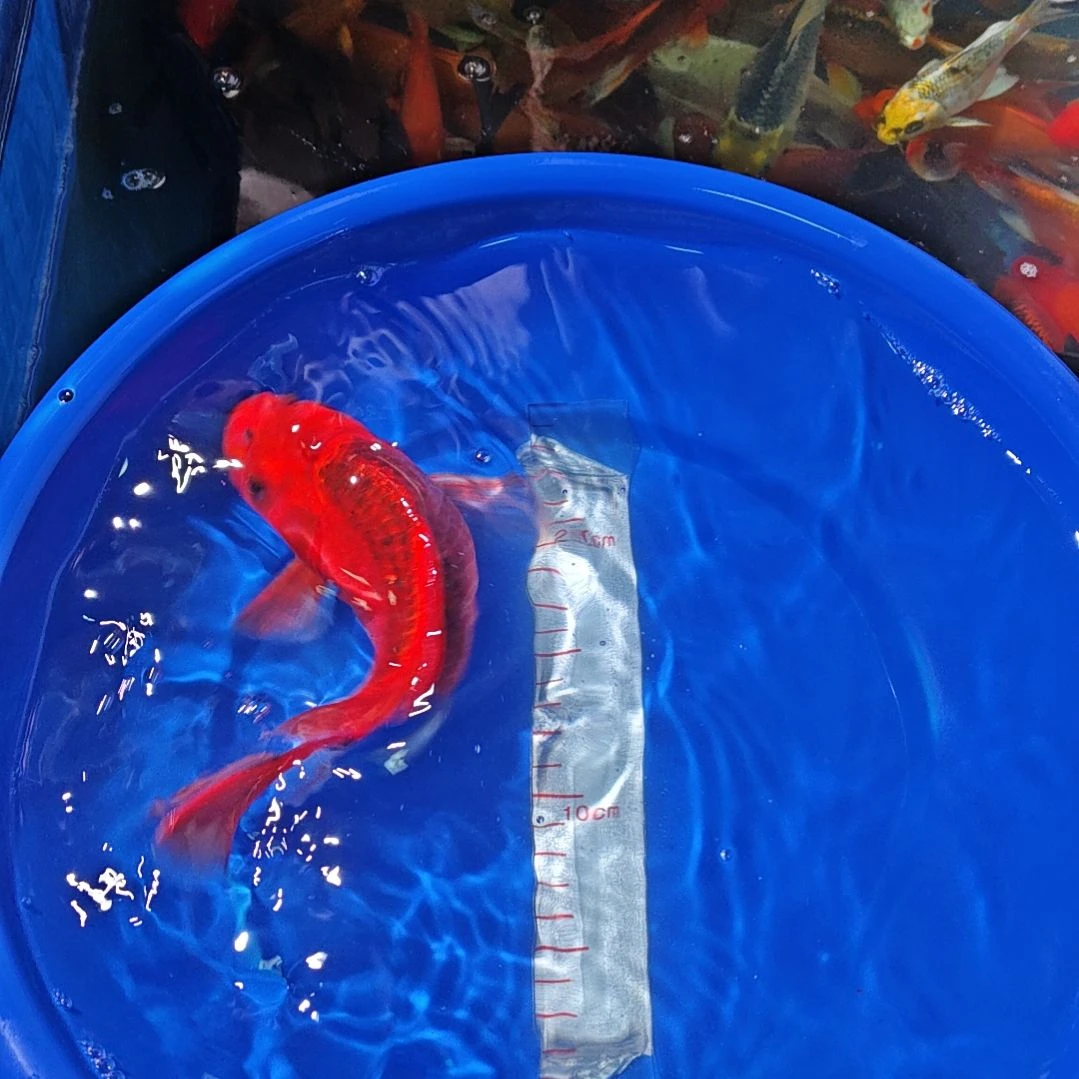 中国大陆冷水观赏鱼蝴蝶鲤