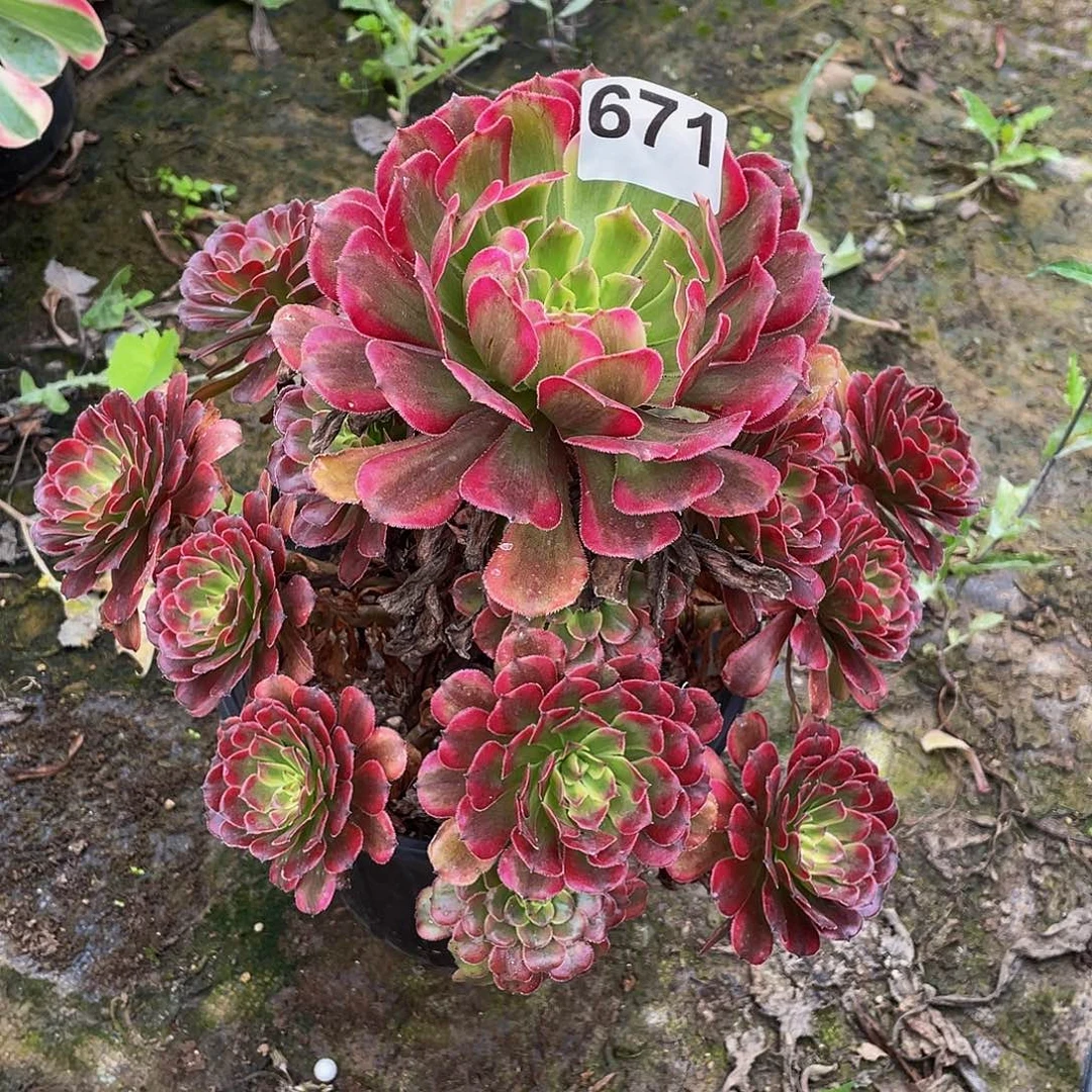 多肉法师671号粉体月婵发货不包损
