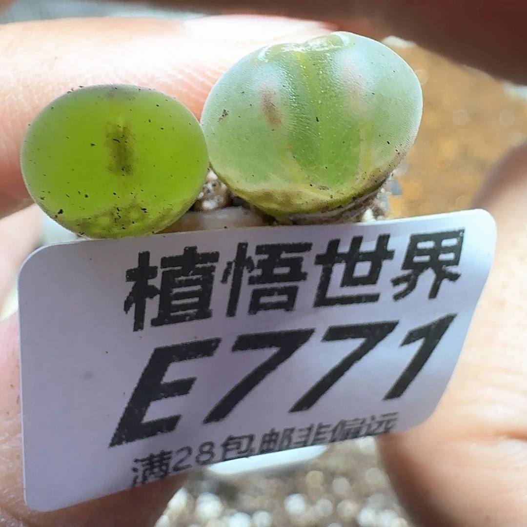 多肉植物的人生fgb