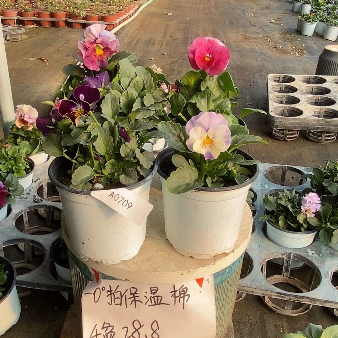 大部分花苞少量开放709