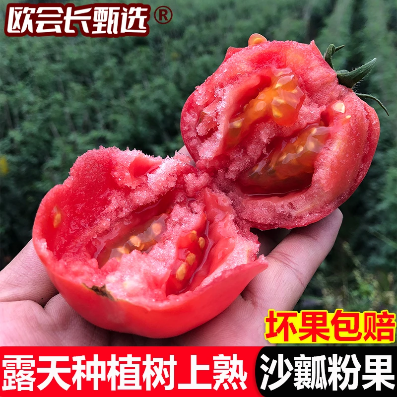 【露天番茄】现摘攀枝花生吃沙瓤西红柿露天种植3斤5斤