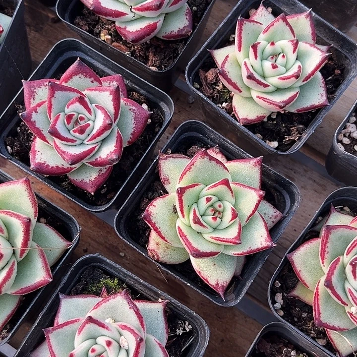 黑檀汁           乌木