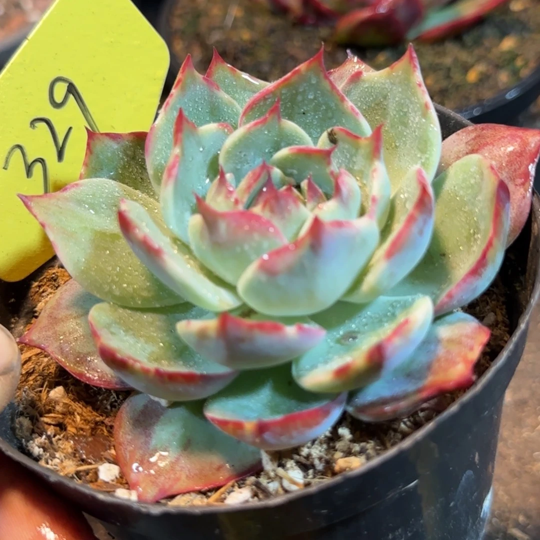 惊鸿一物一拍包装收缩花旱329