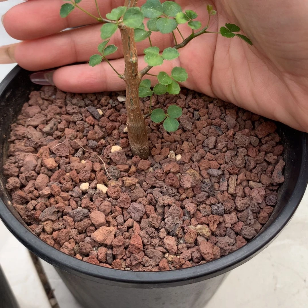 李*了波叶没药实生实生