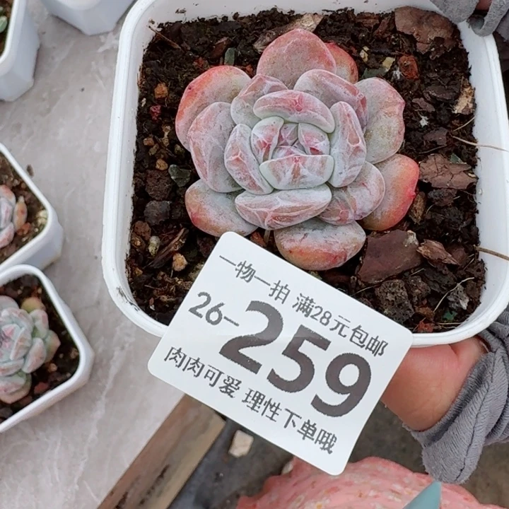 S***a石化石榴籽无盆土发货多