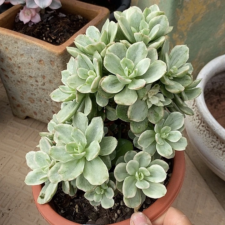 小七夕多肉红梅锦36