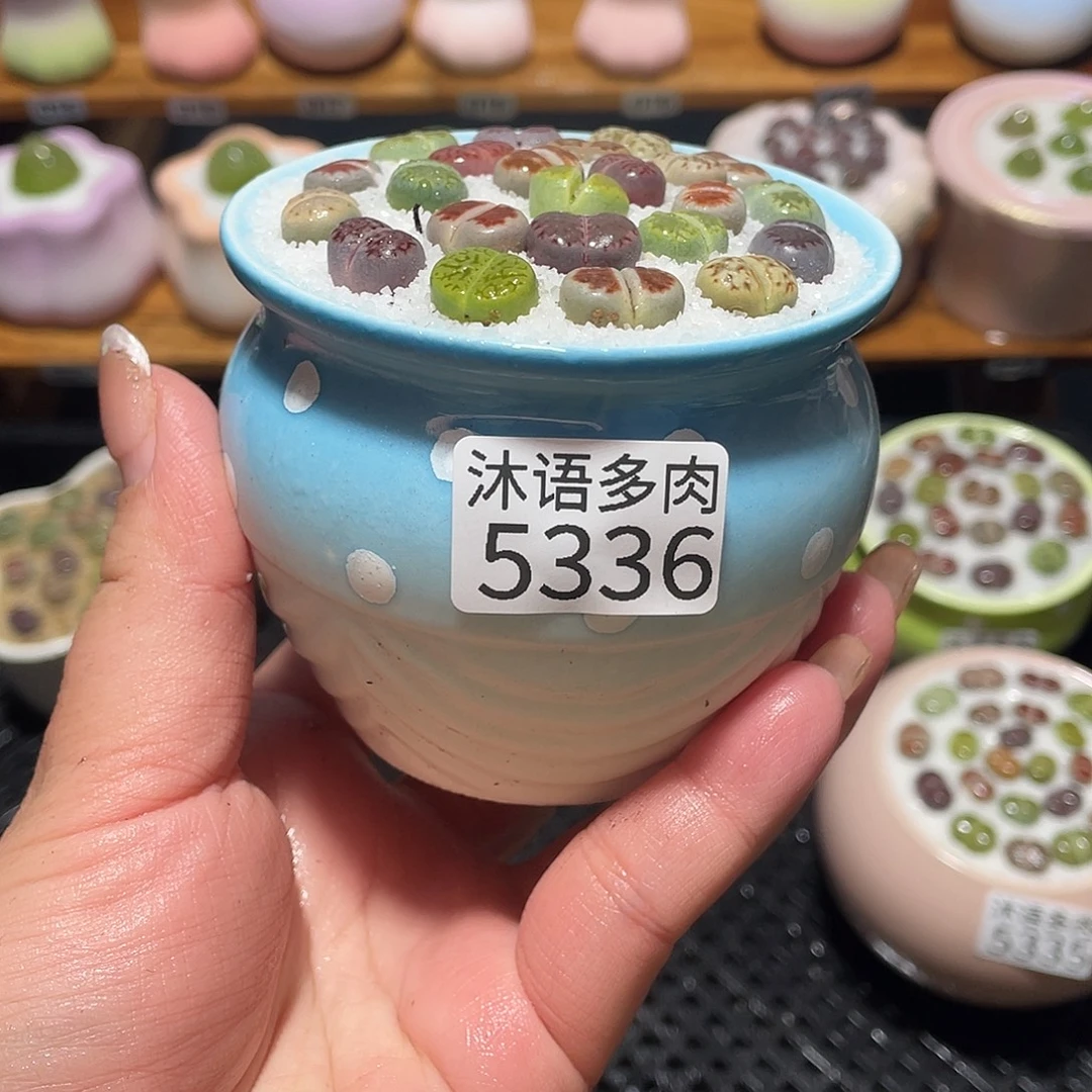 带盆土植物 一物一拍5336