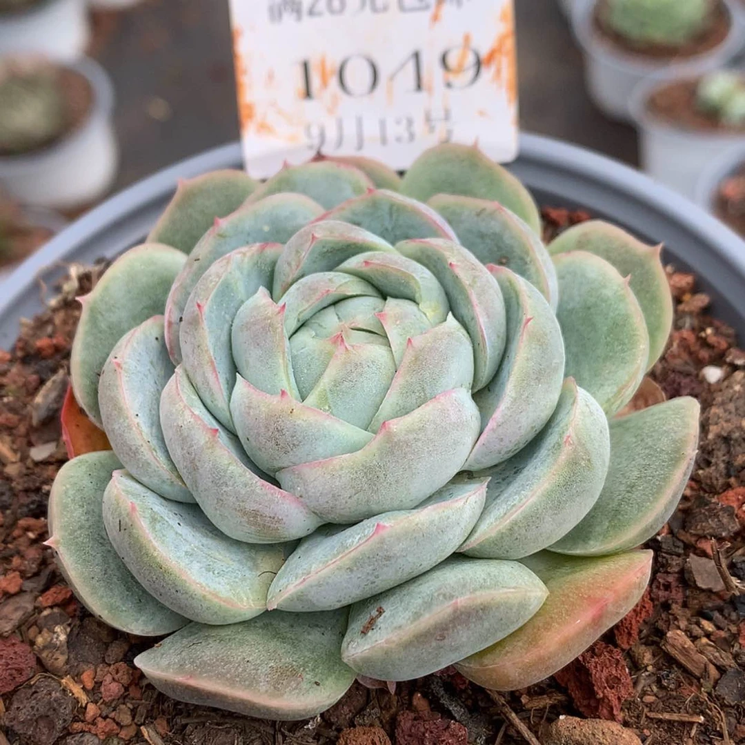 【闪购商品】云1049号裴乐8厘米