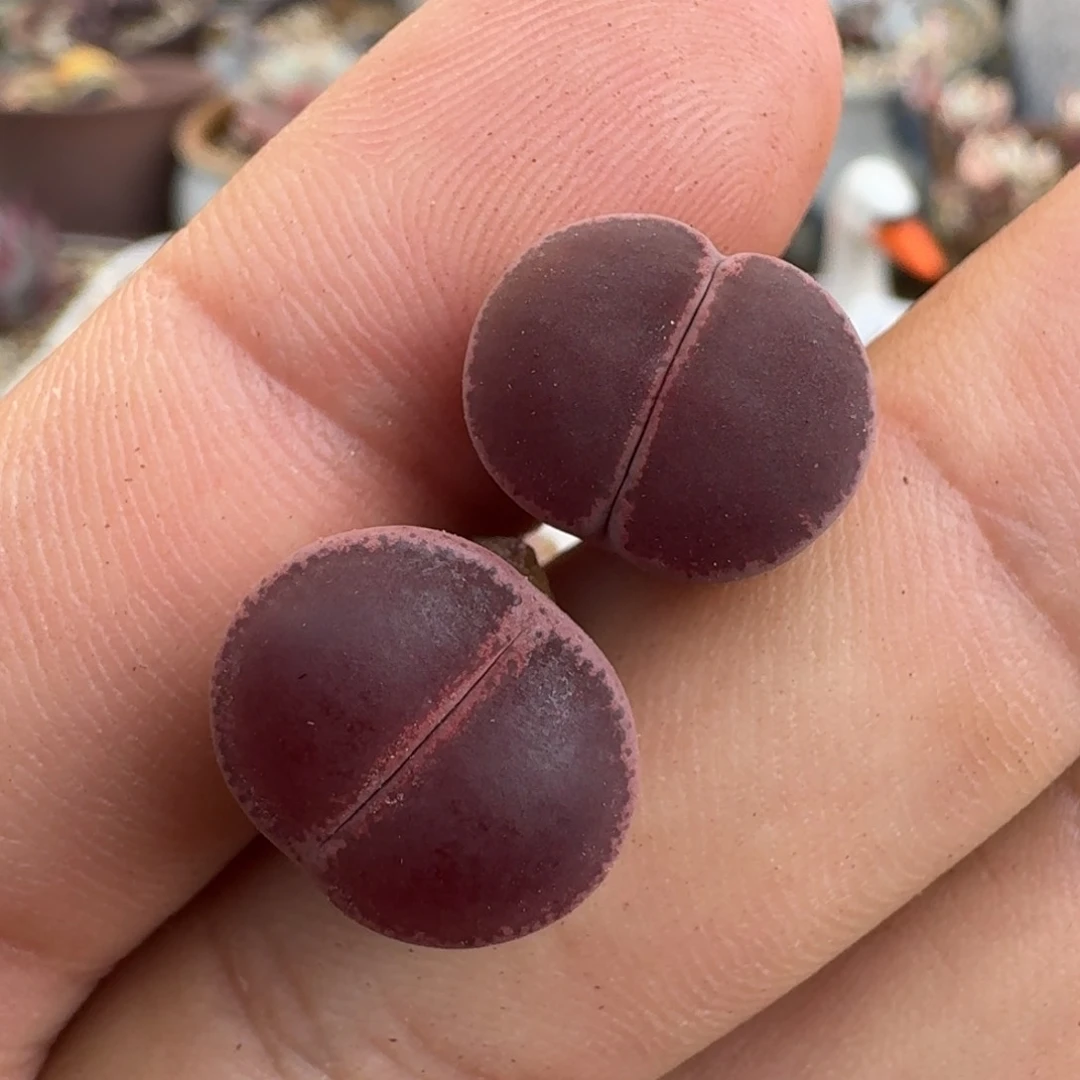 F156全窗酒红回交版多肉