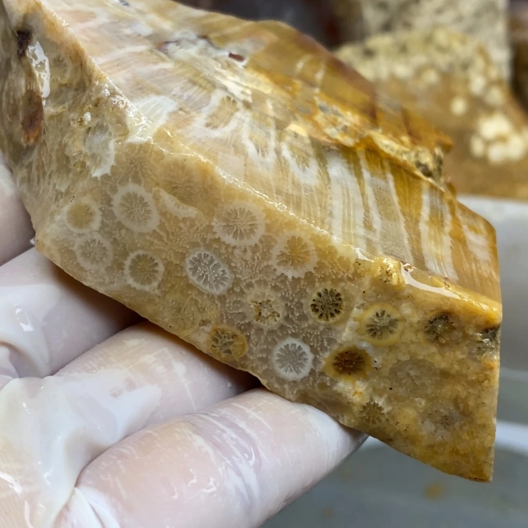 【闪购商品】硅化玉珊瑚玉未镶嵌