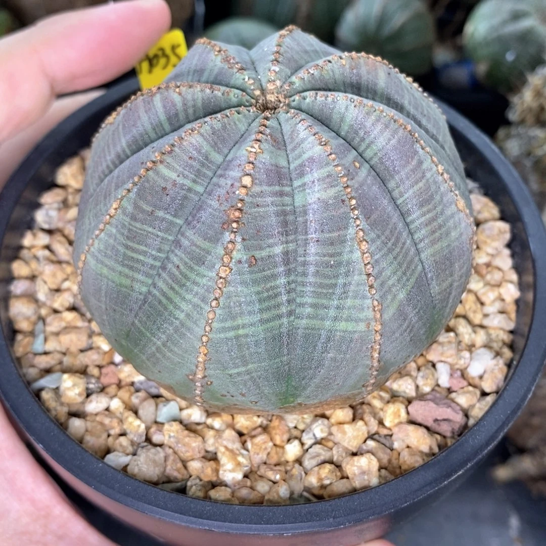 欧系实生布纹球多肉植物