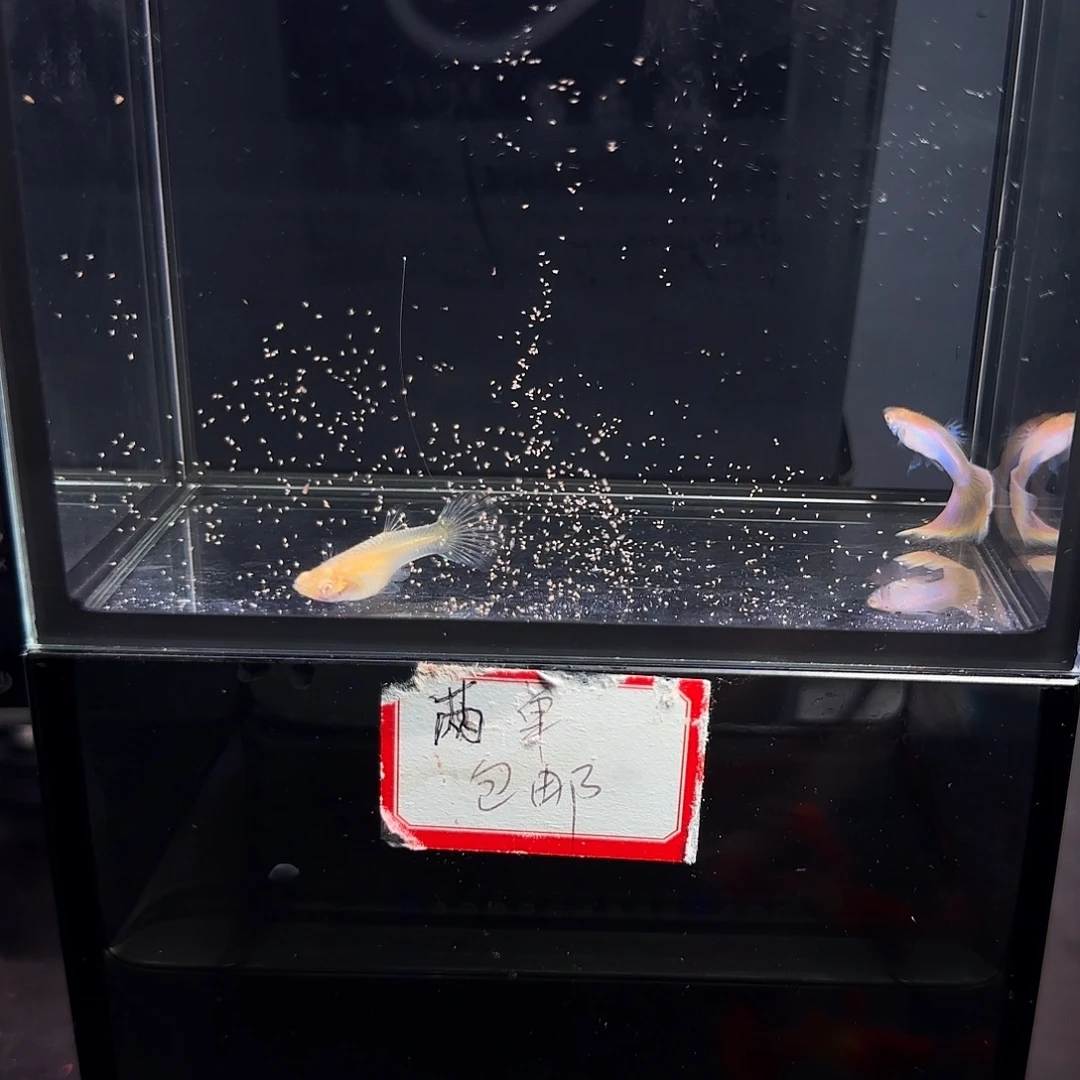 孔雀鱼极光幻彩一对