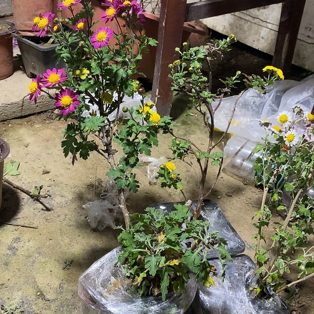 白***地完全开放盆景菊花绿化