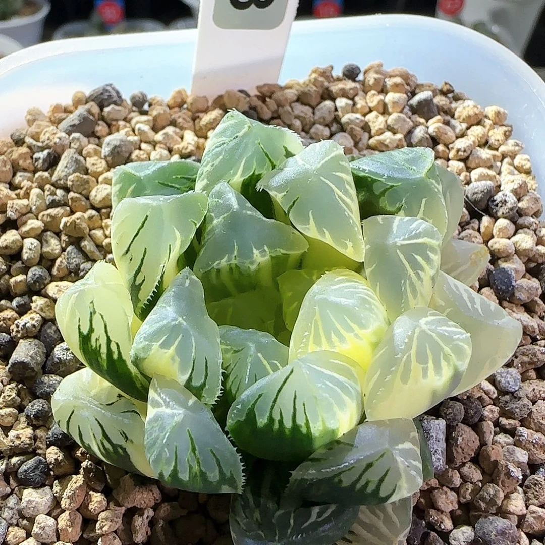 043号花水晶实生玉露锦一物一拍带盆
