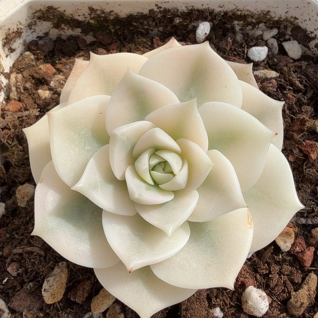 白牡丹锦，多肉植物