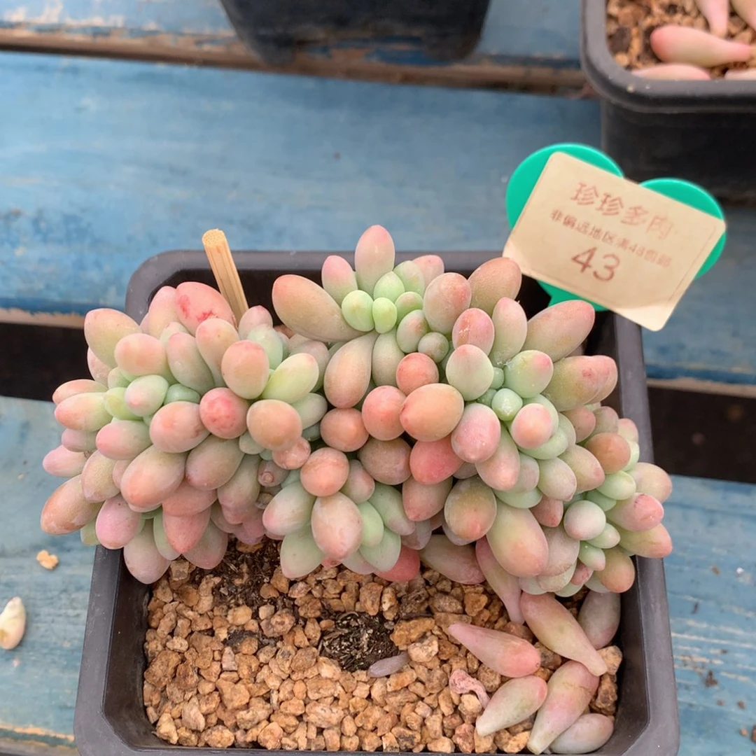 汤圆缀化一物一拍43