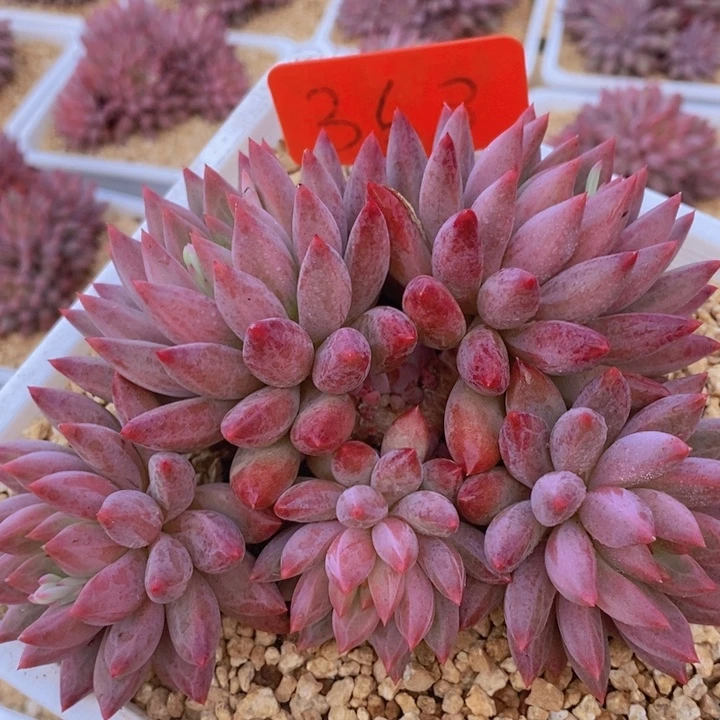 这么多小东西怎么这么好笑