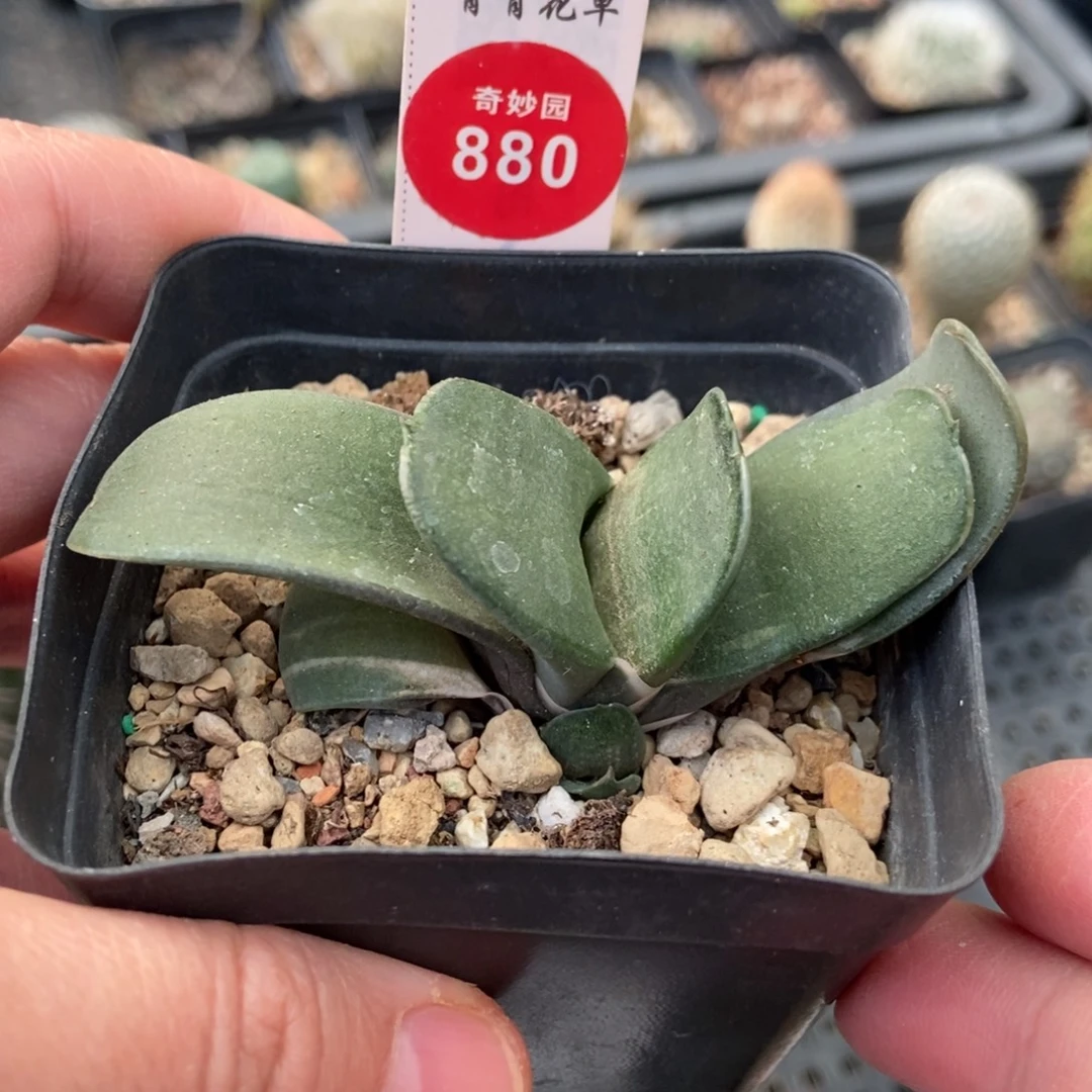 卧牛一棵仙人球2588669