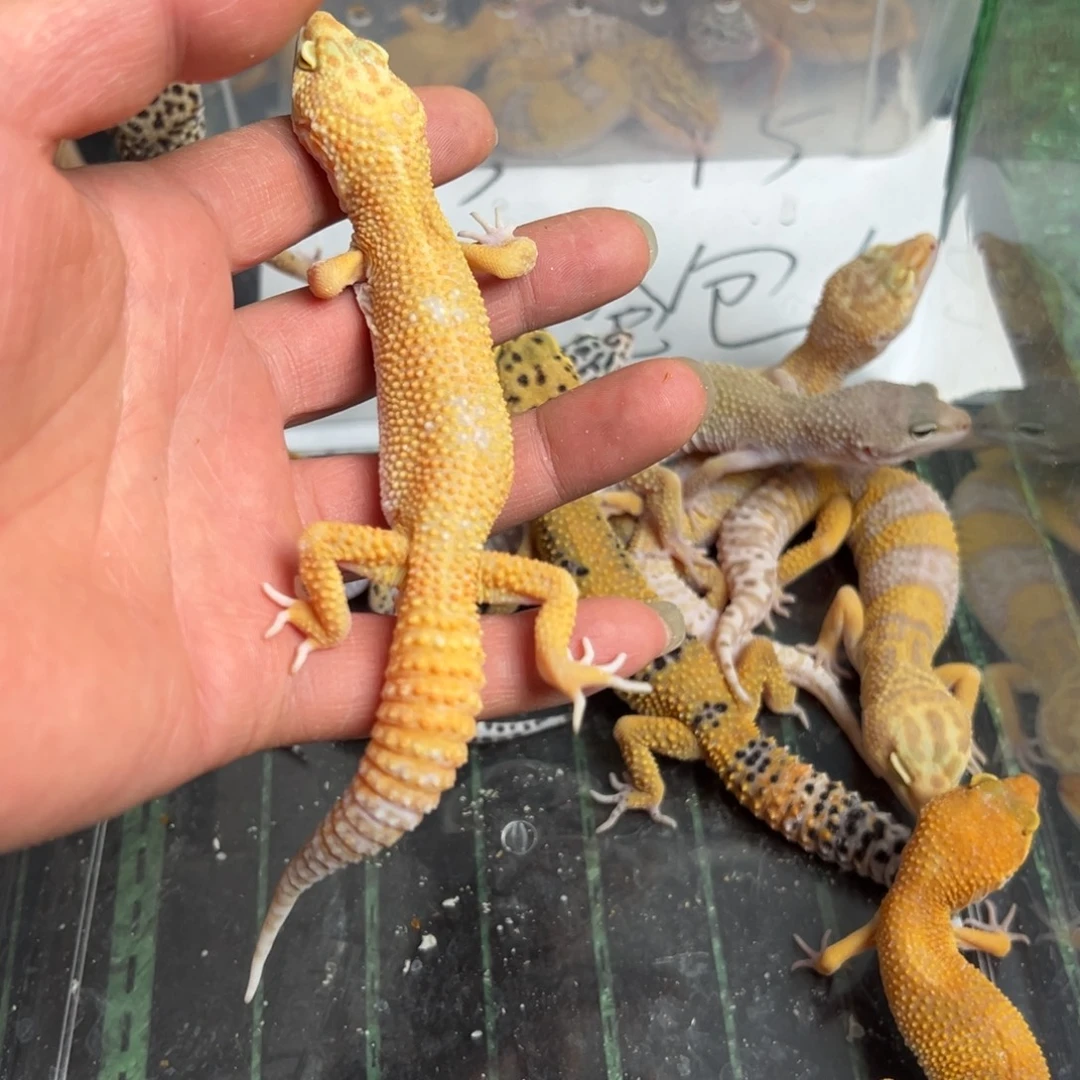 豹纹俄方感觉是法国