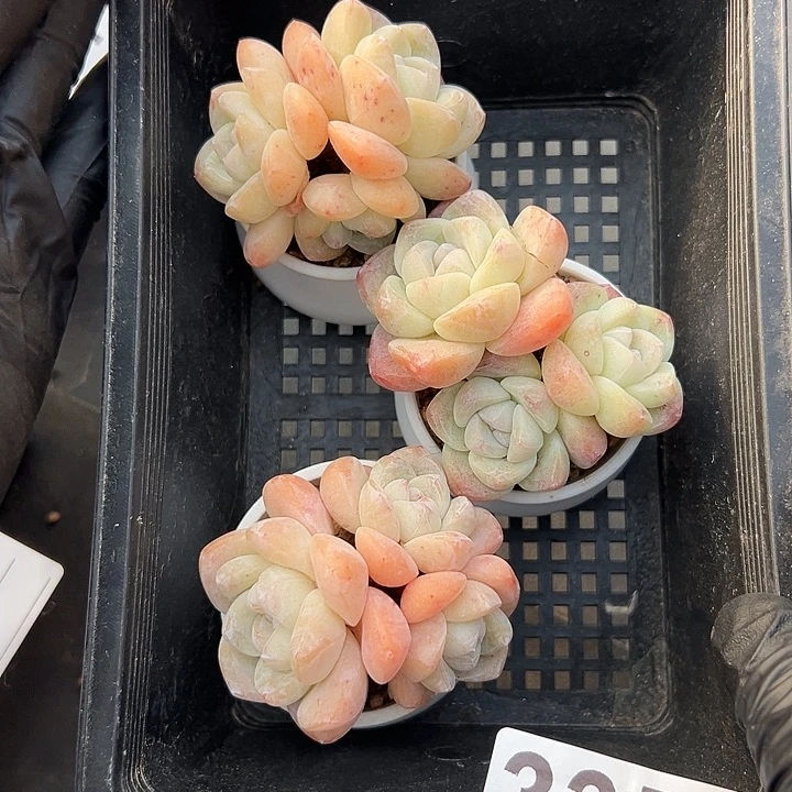 3354，三个三头冰玉带盆发