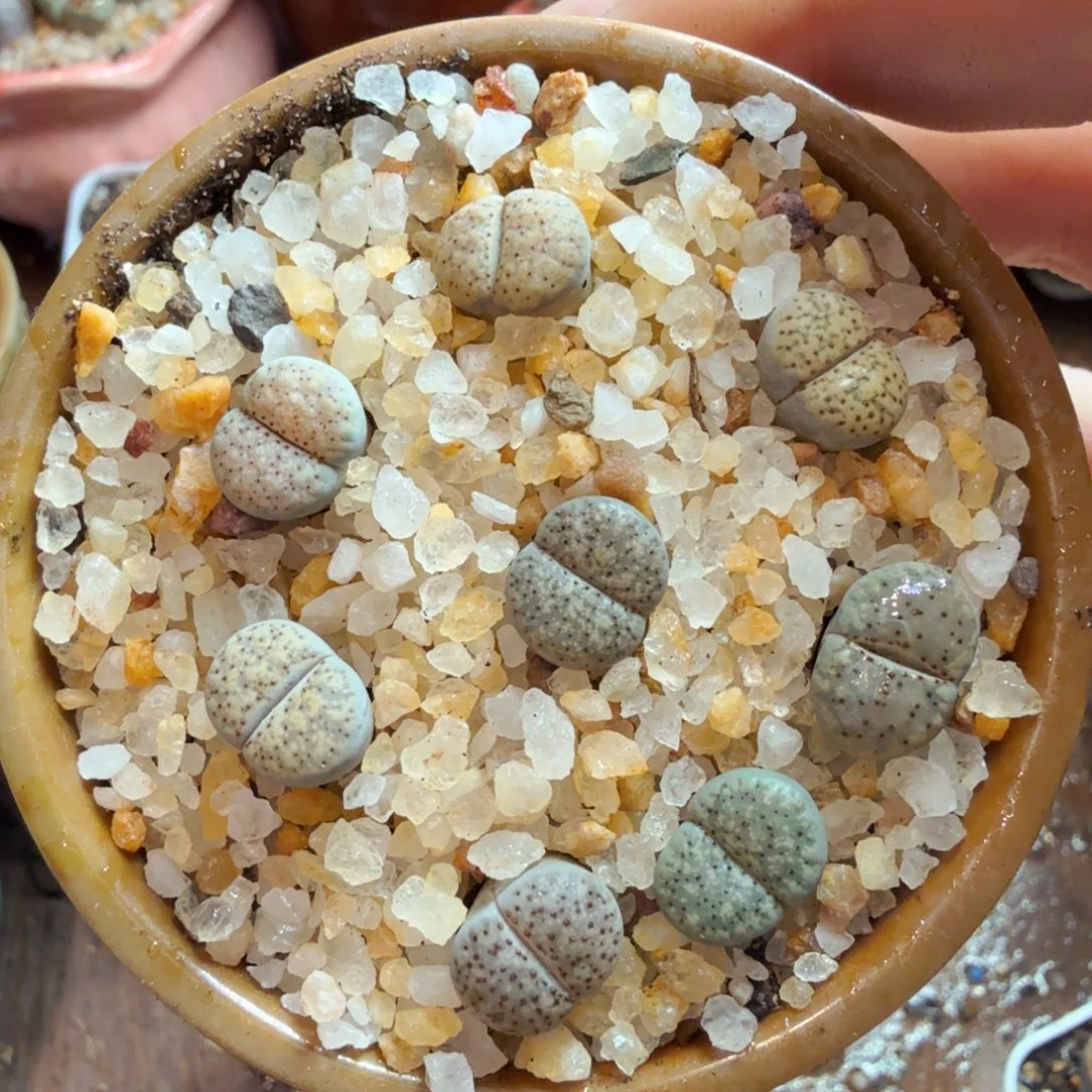 成***柜多肉葡萄的季节性好吗893