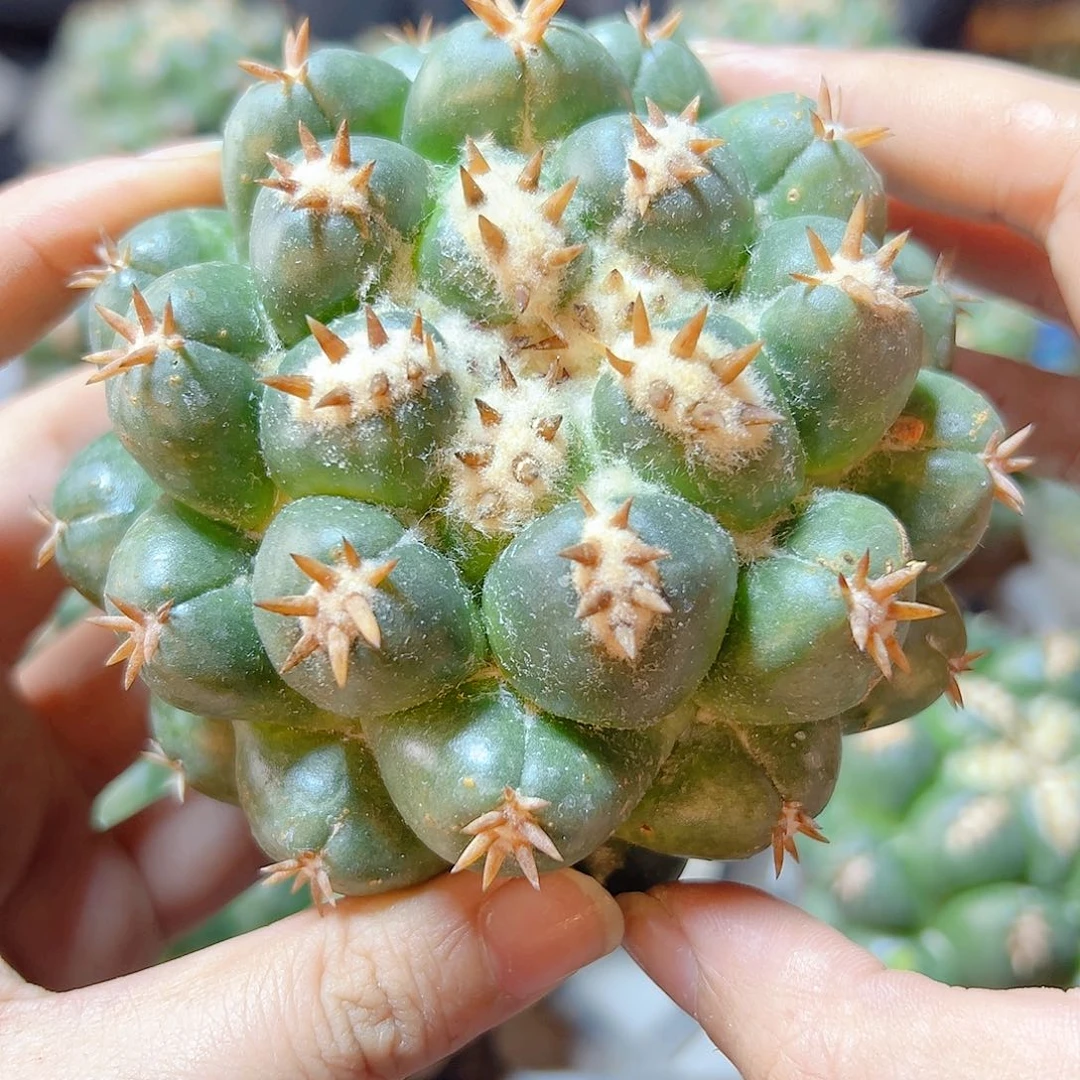 短豪刺獠牙无根7.5公分