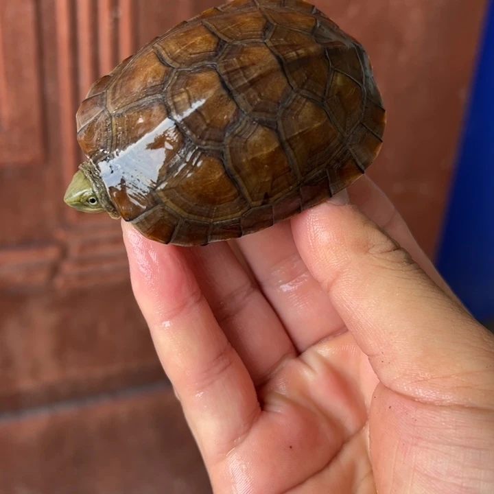 母绿毛龟小青龟12号