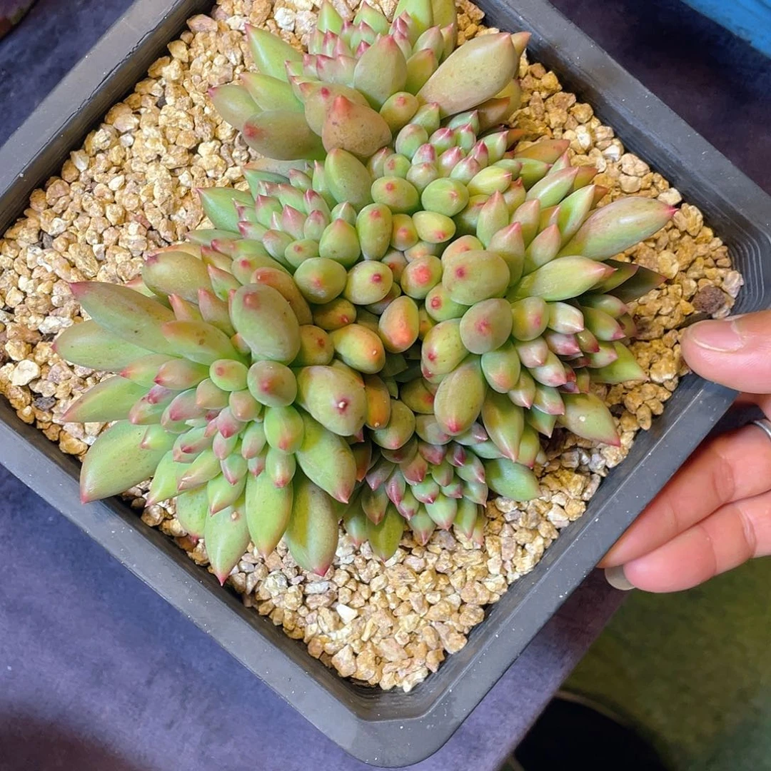 多肉植物脱土包邮