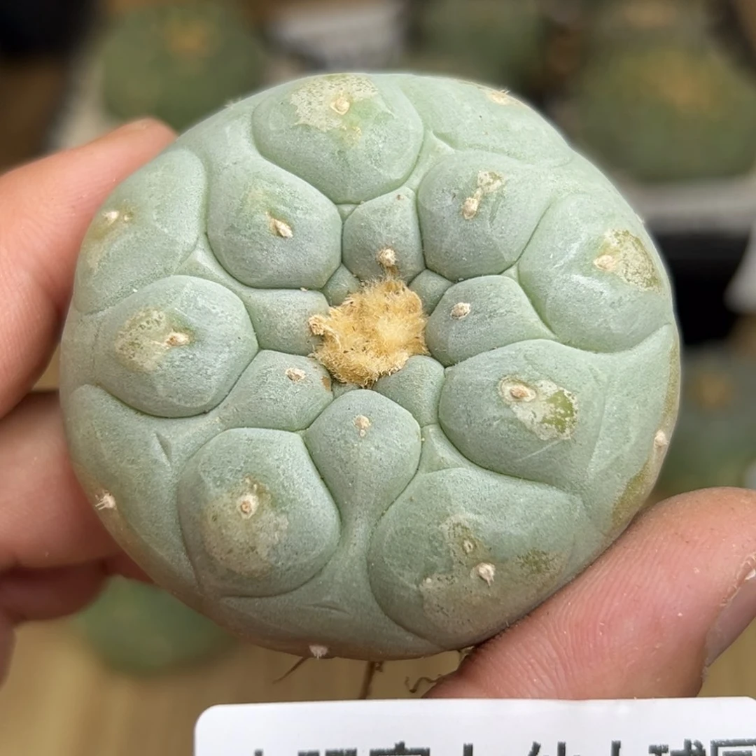 612 仙人球的 海啊鲜