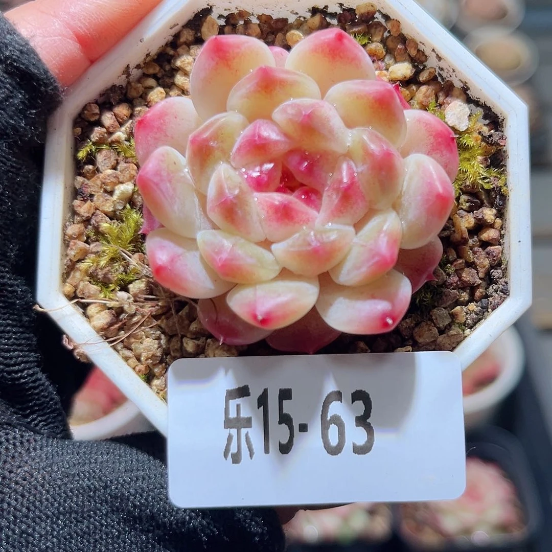 小****么乐15-63 秘境冰魄