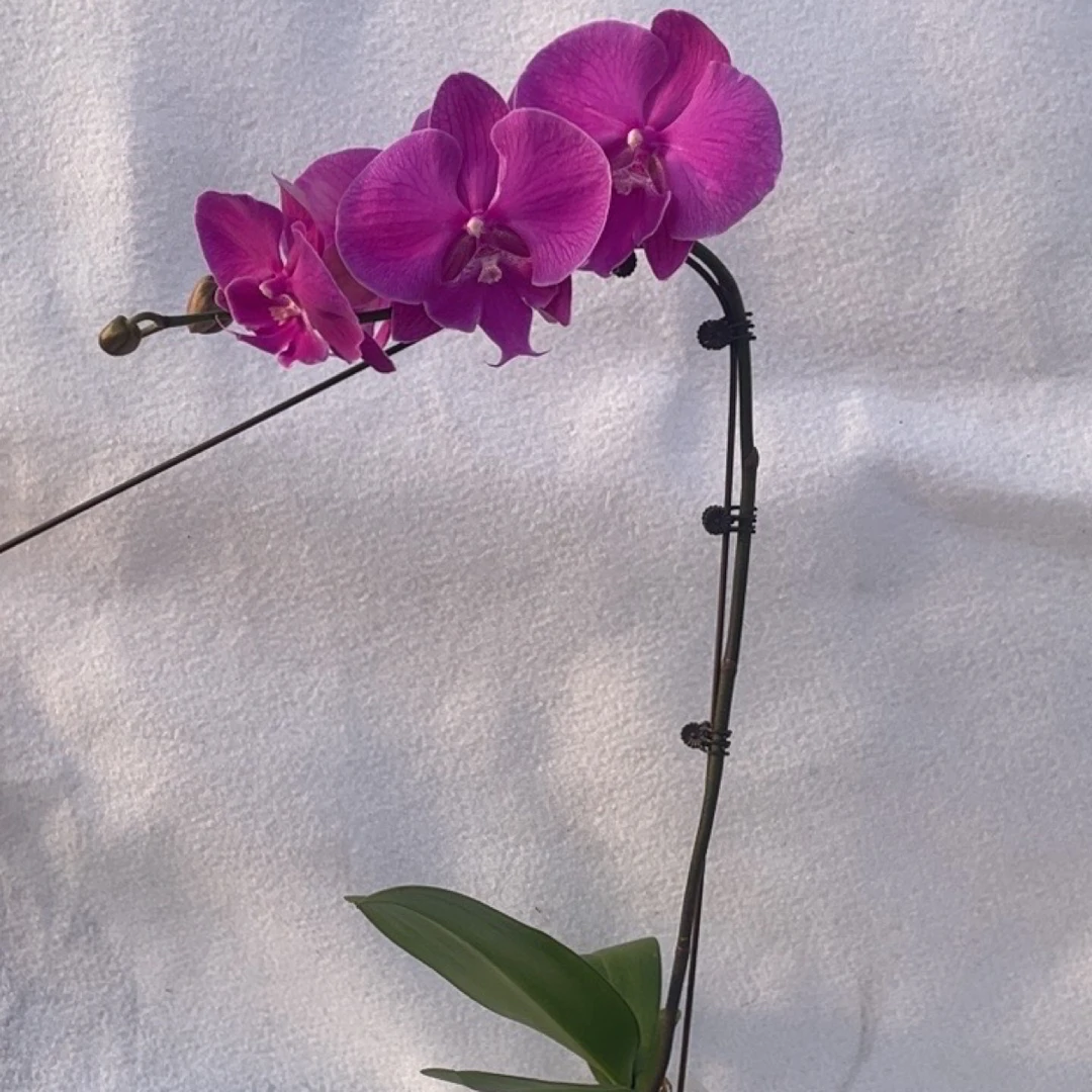 渟叙【超大粉】3.5寸 带花带花苞发货 花卉阳台植物清新网红绿植