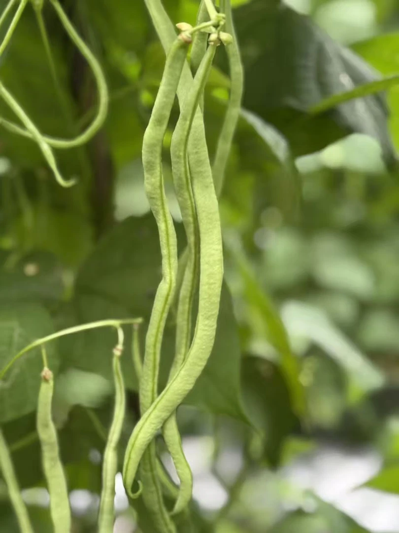 新鲜无筋豆农家自种新鲜蔬菜新鲜四季豆现摘现发