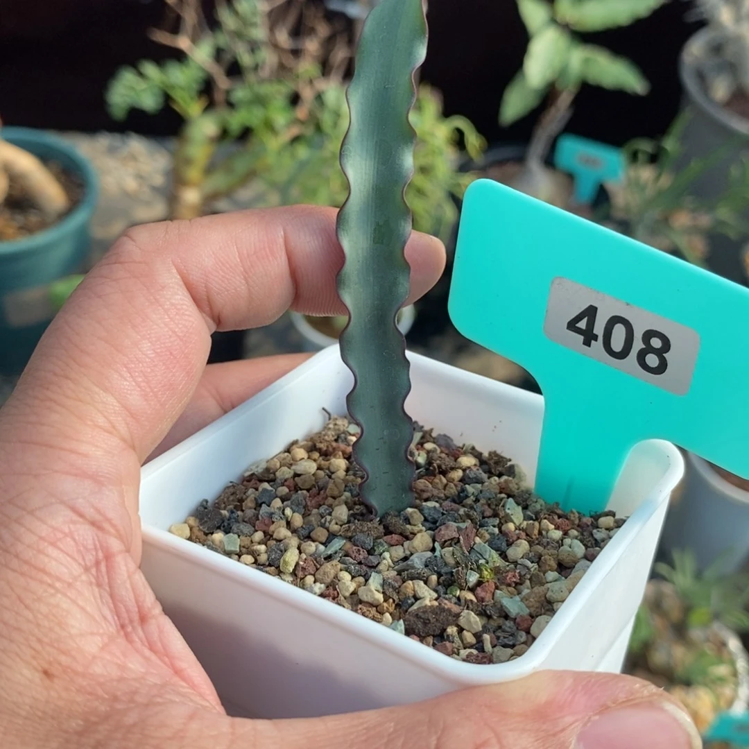 波叶雪莲产地多肉植物