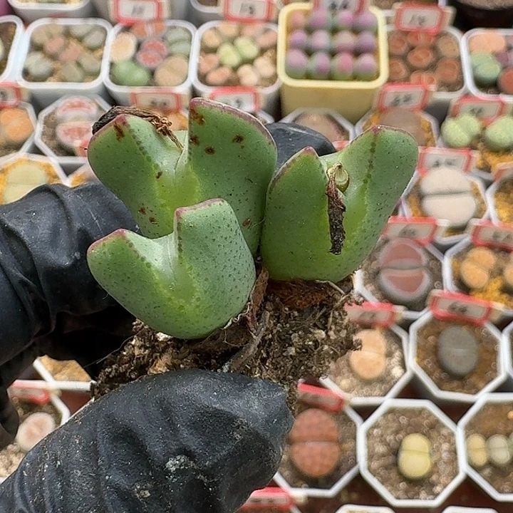 生石花3:：。在。 306号